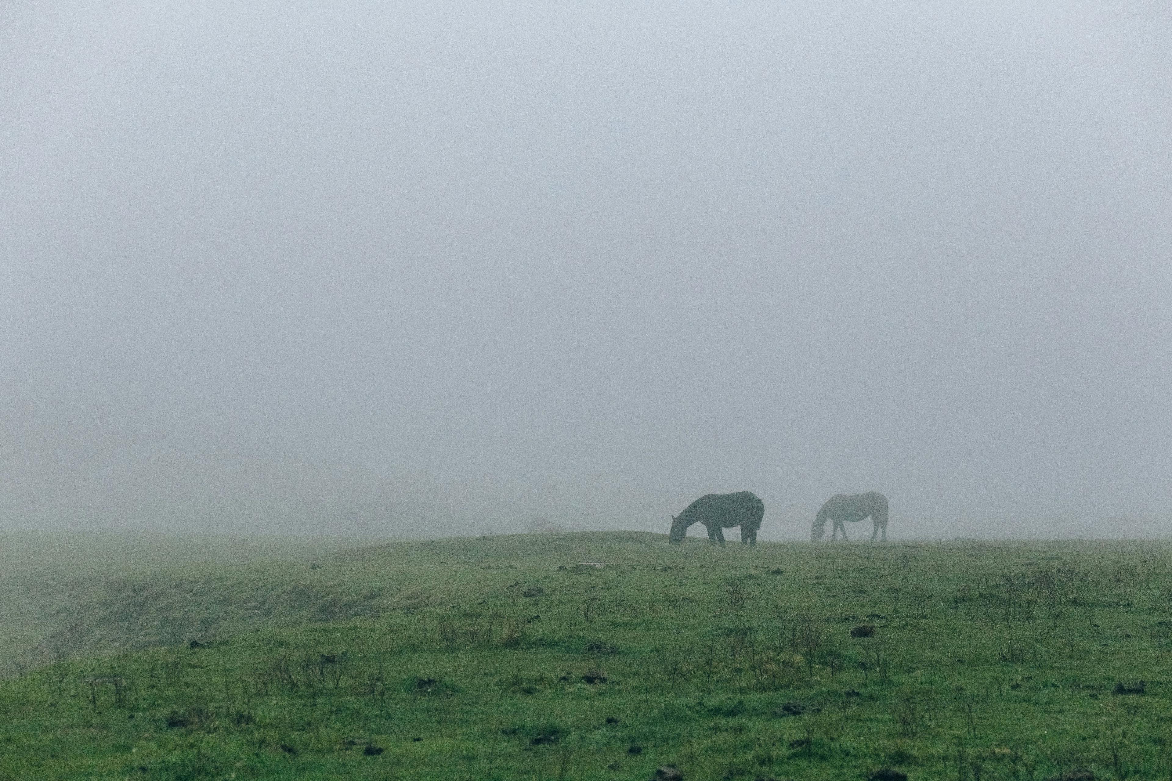 image of horses in fog